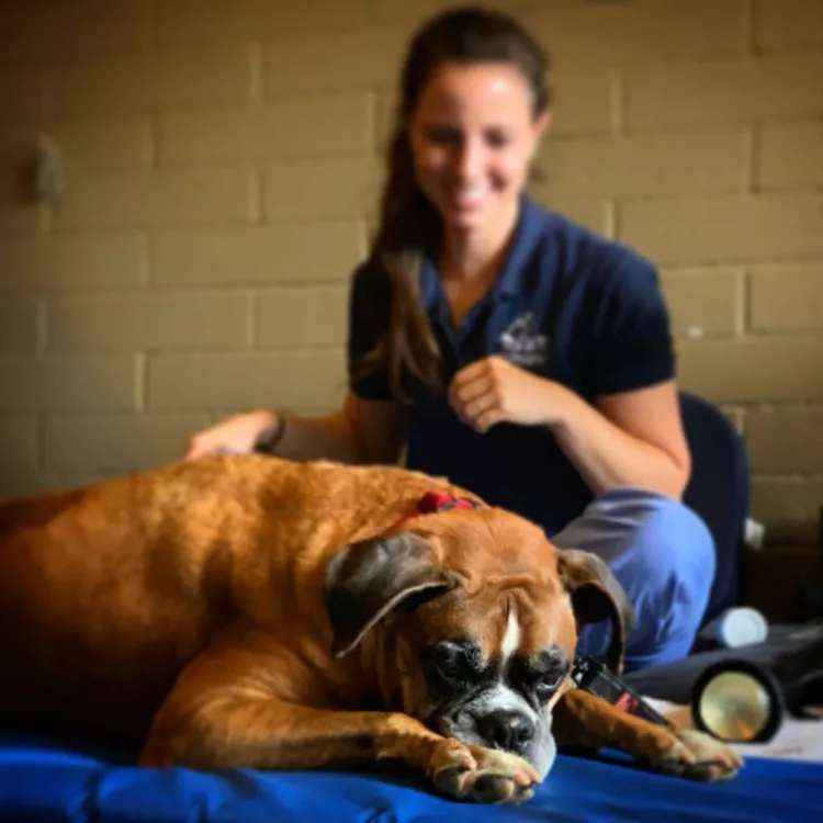 Tsavo's Canine Rehabilitation & Fitness Center, California, Escondido